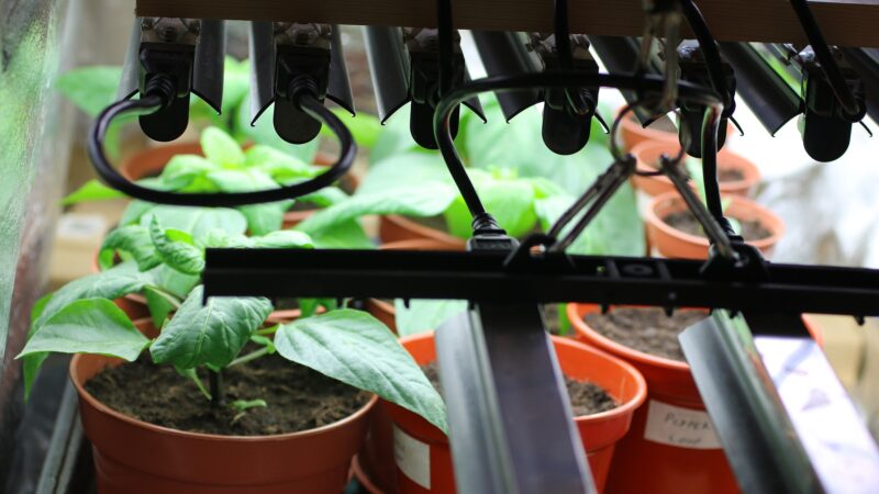 Growing Plants Hydroponically can be a Tricky Experience